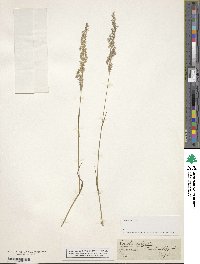 Agrostis capillaris image