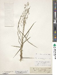 Agrostis capillaris image