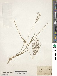 Agrostis capillaris image