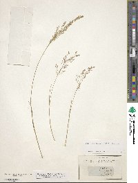 Agrostis capillaris image