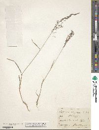 Agrostis capillaris image