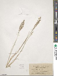 Agrostis capillaris image