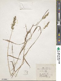 Polypogon viridis image