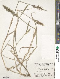 Polypogon viridis image