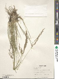 Agrostis canina image