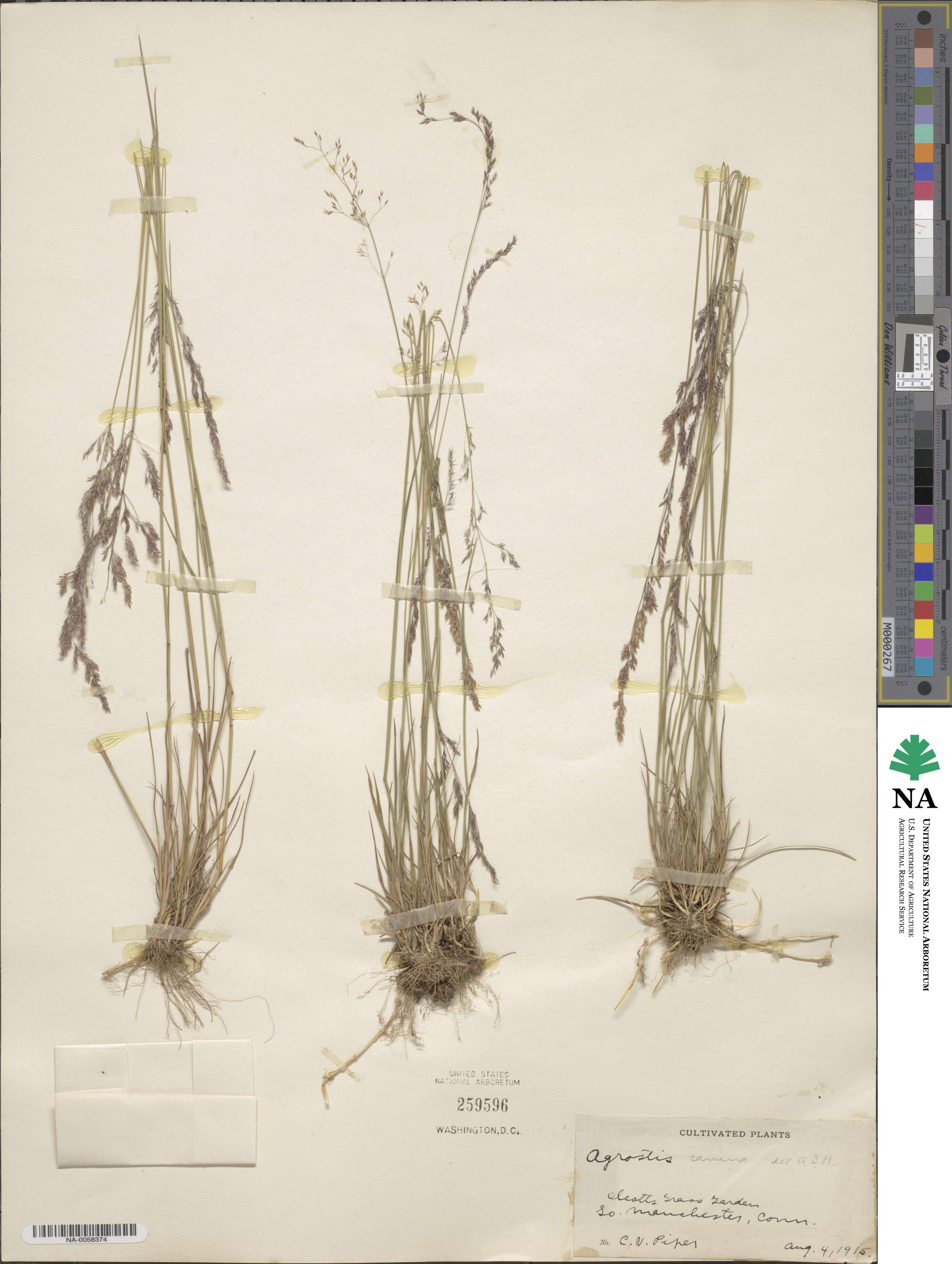 Agrostis canina image