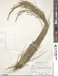 Agrostis castellana image