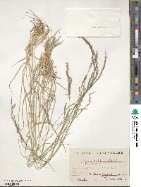 Agrostis castellana image