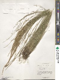 Agrostis castellana image