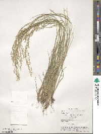 Agrostis castellana image