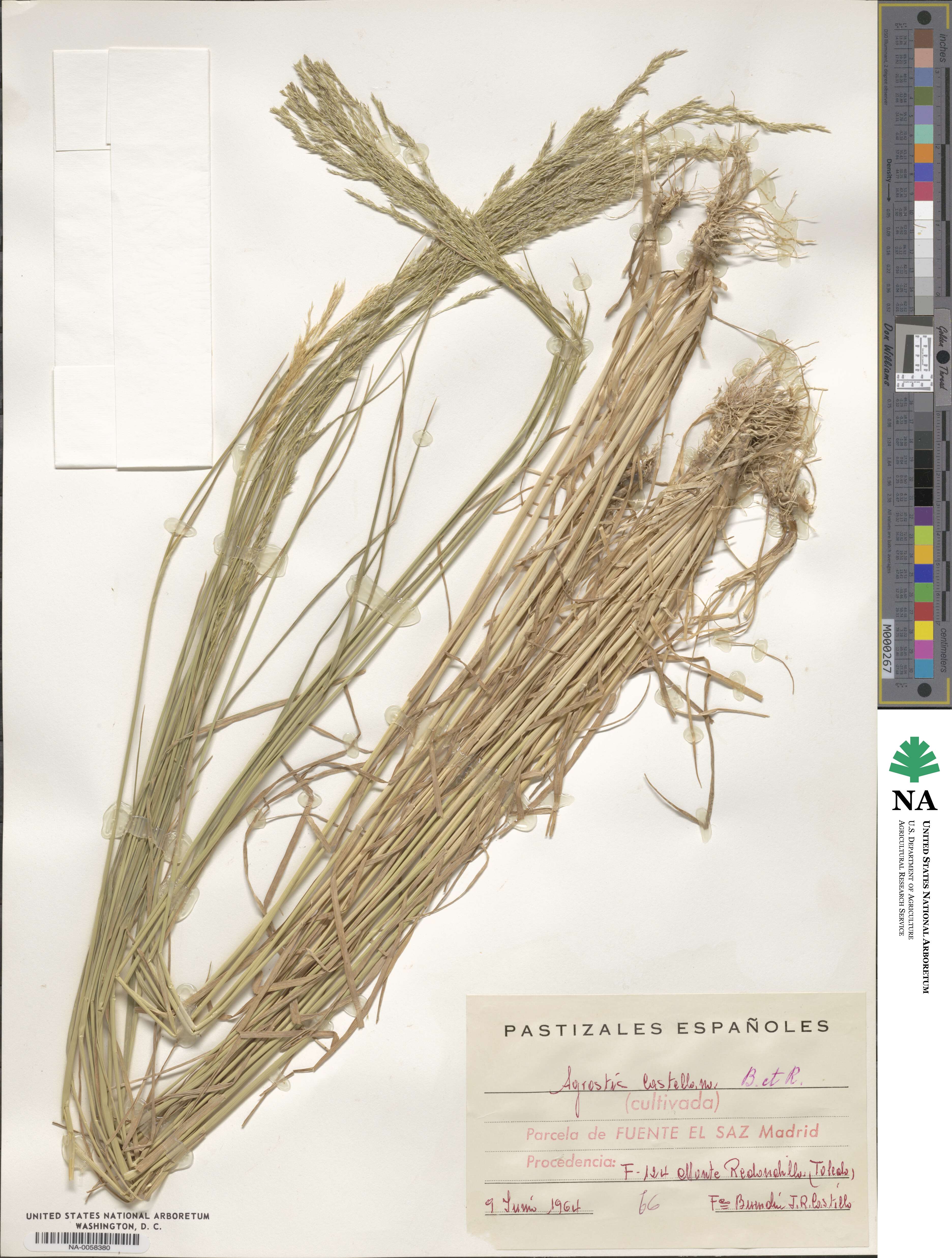 Agrostis castellana image