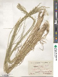 Agrostis castellana image