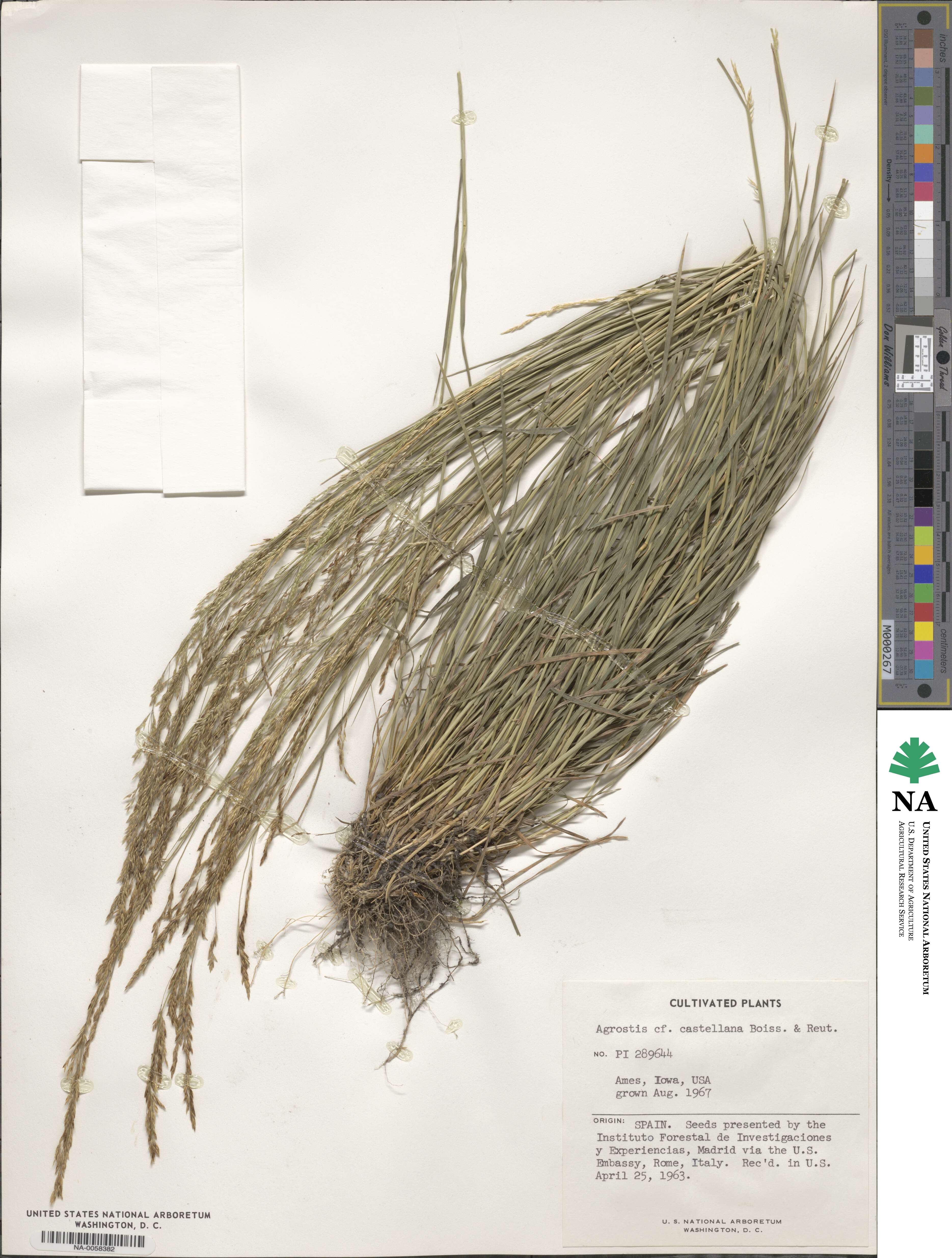 Agrostis castellana image