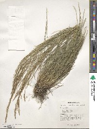 Agrostis castellana image