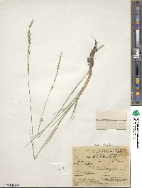 Agrostis castellana image