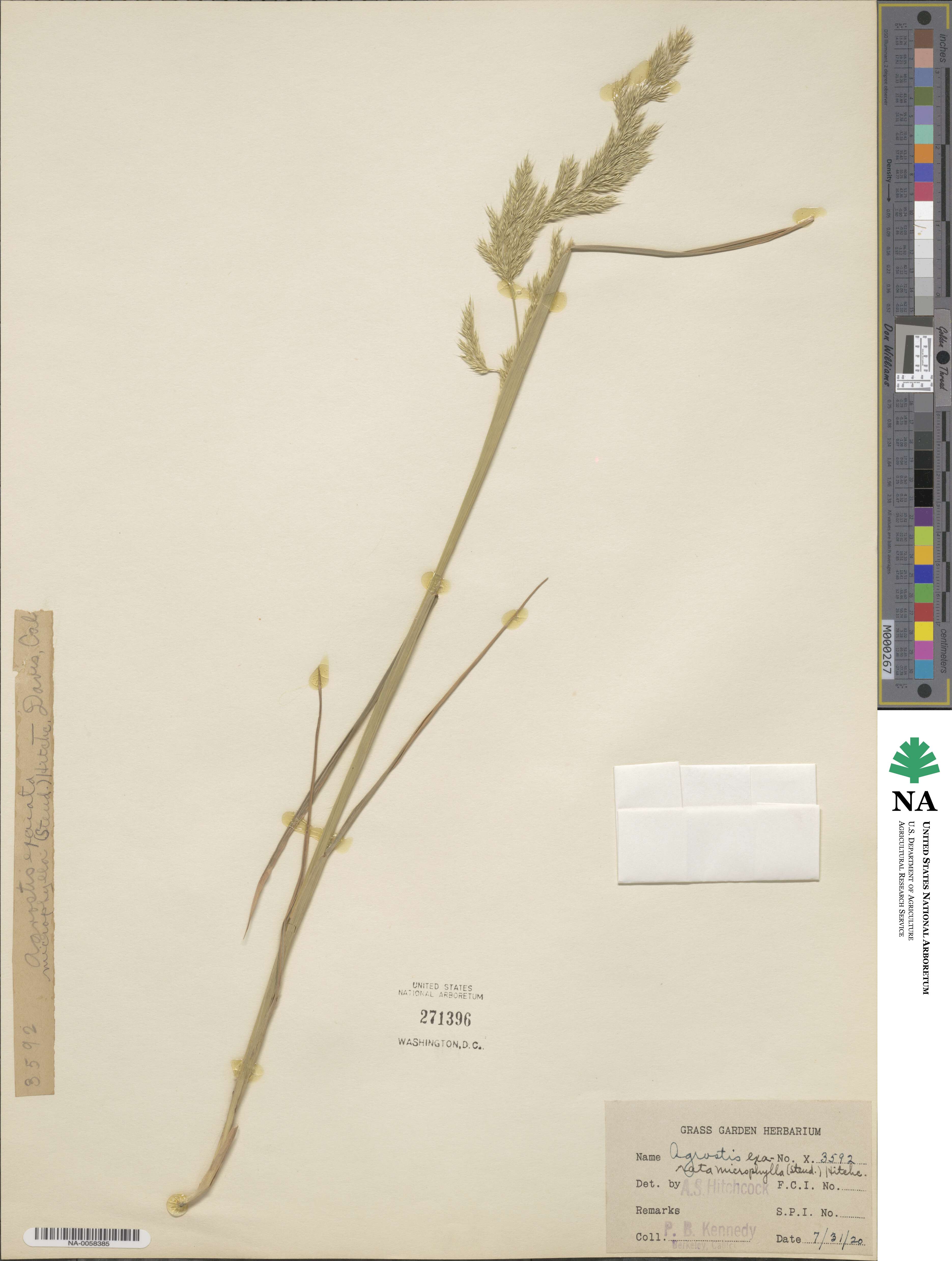 Agrostis microphylla image