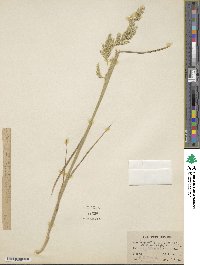 Image of Agrostis microphylla