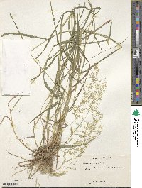 Agrostis gigantea image