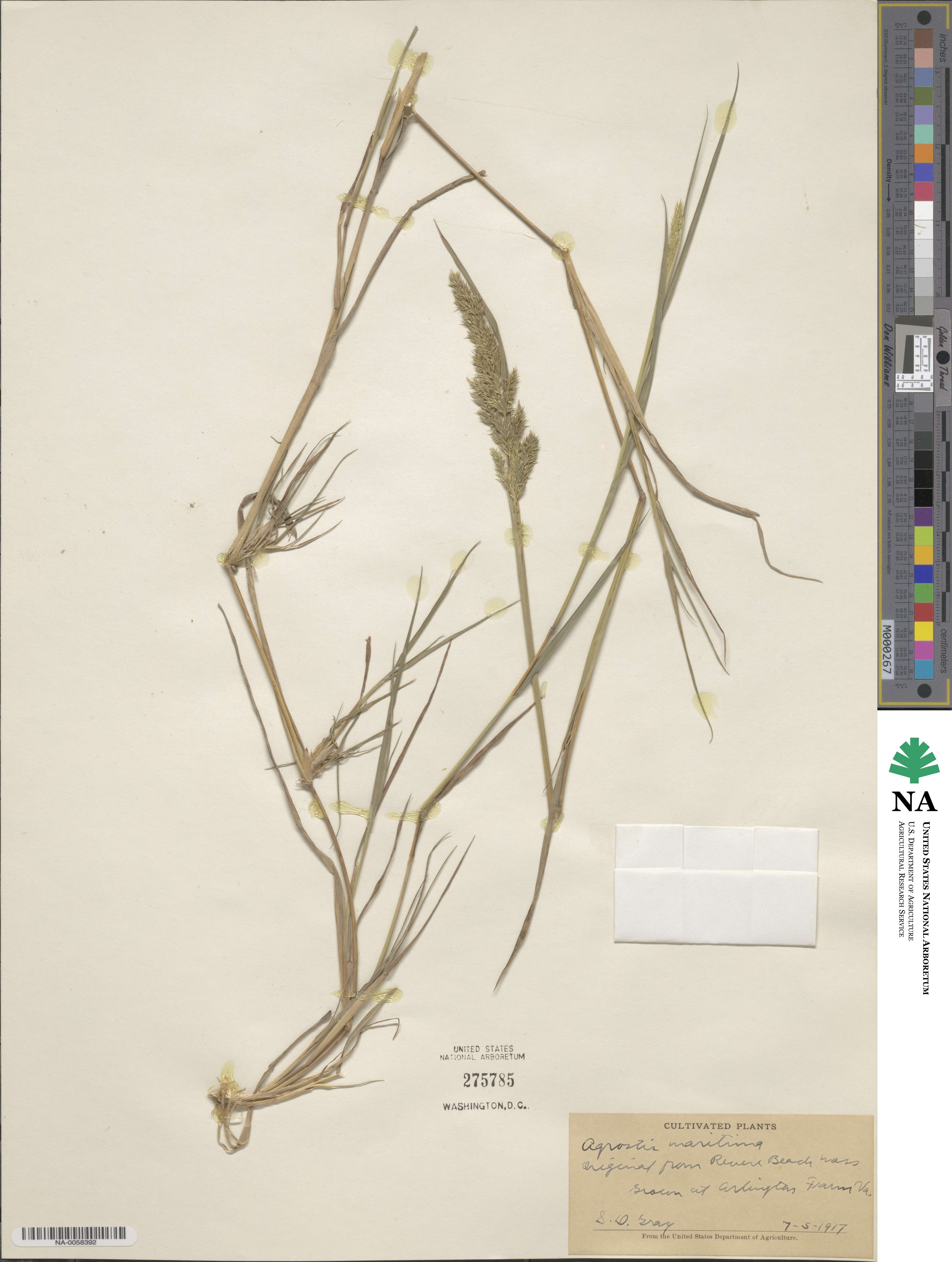 Agrostis stolonifera image