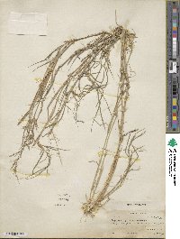 Agrostis stolonifera image