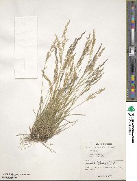 Agrostis munroana image