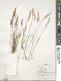 Agrostis munroana image