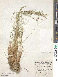 Agrostis munroana image