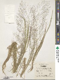 Image of Agrostis nebulosa