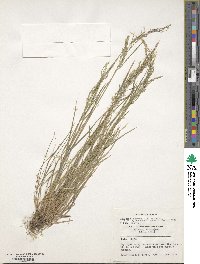 Image of Agrostis nervosa