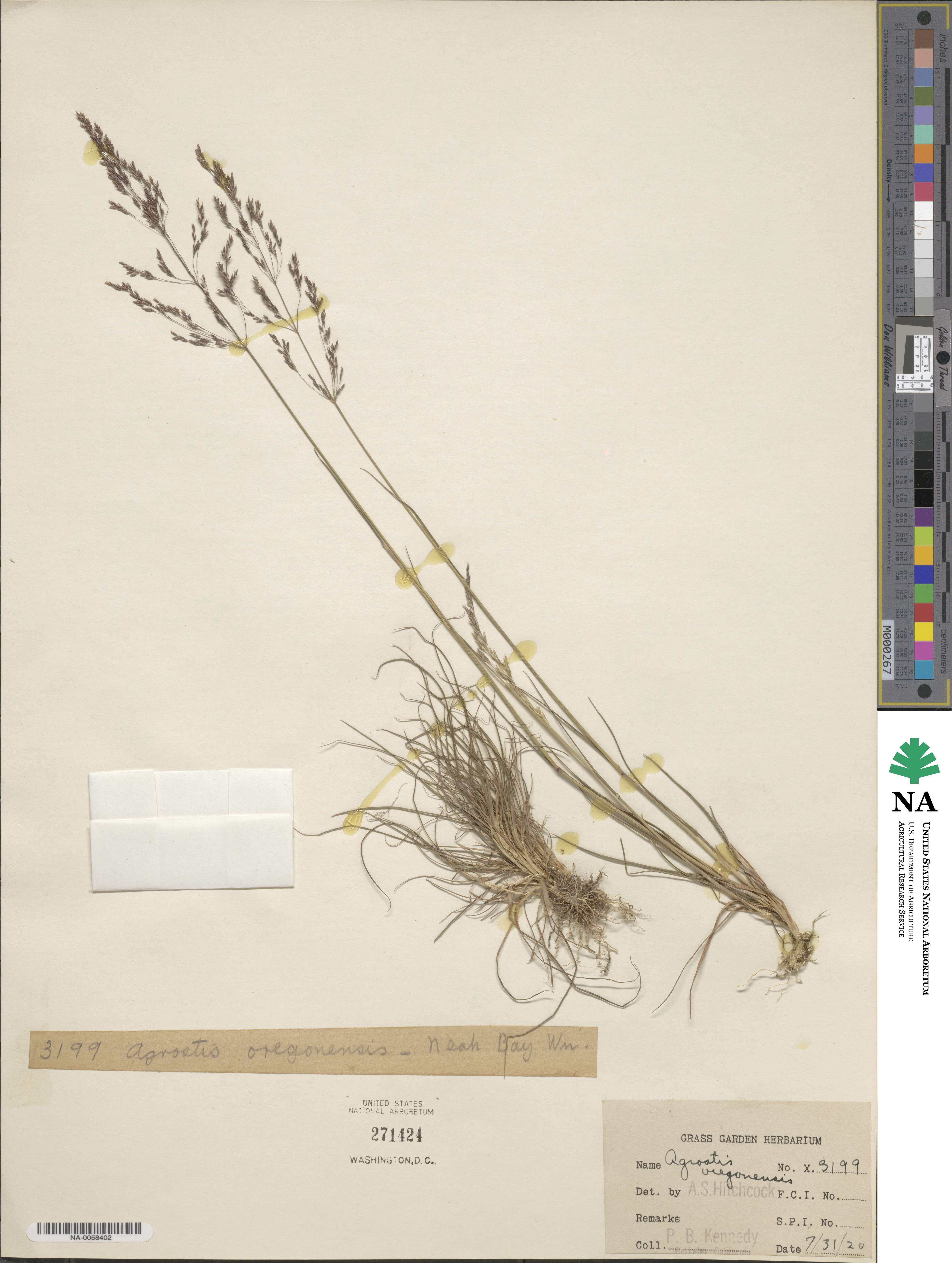 Agrostis oregonensis image