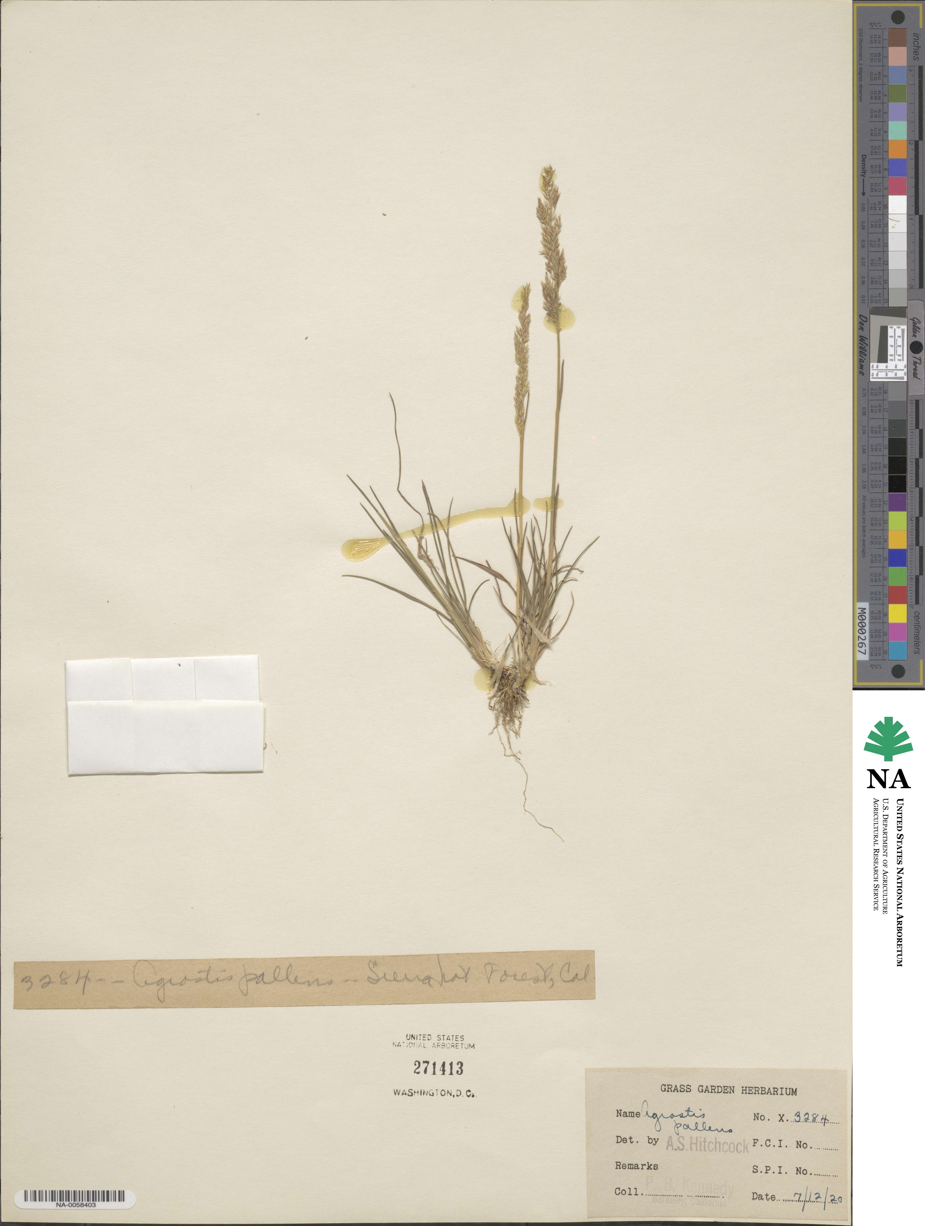 Agrostis pallens image