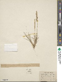 Agrostis pallens image