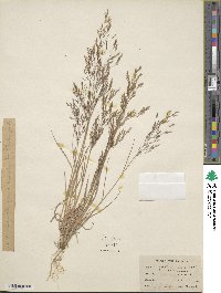 Agrostis perennans image