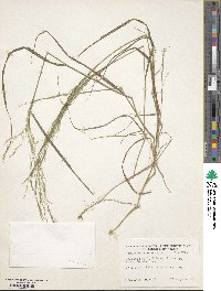 Agrostis perennans image