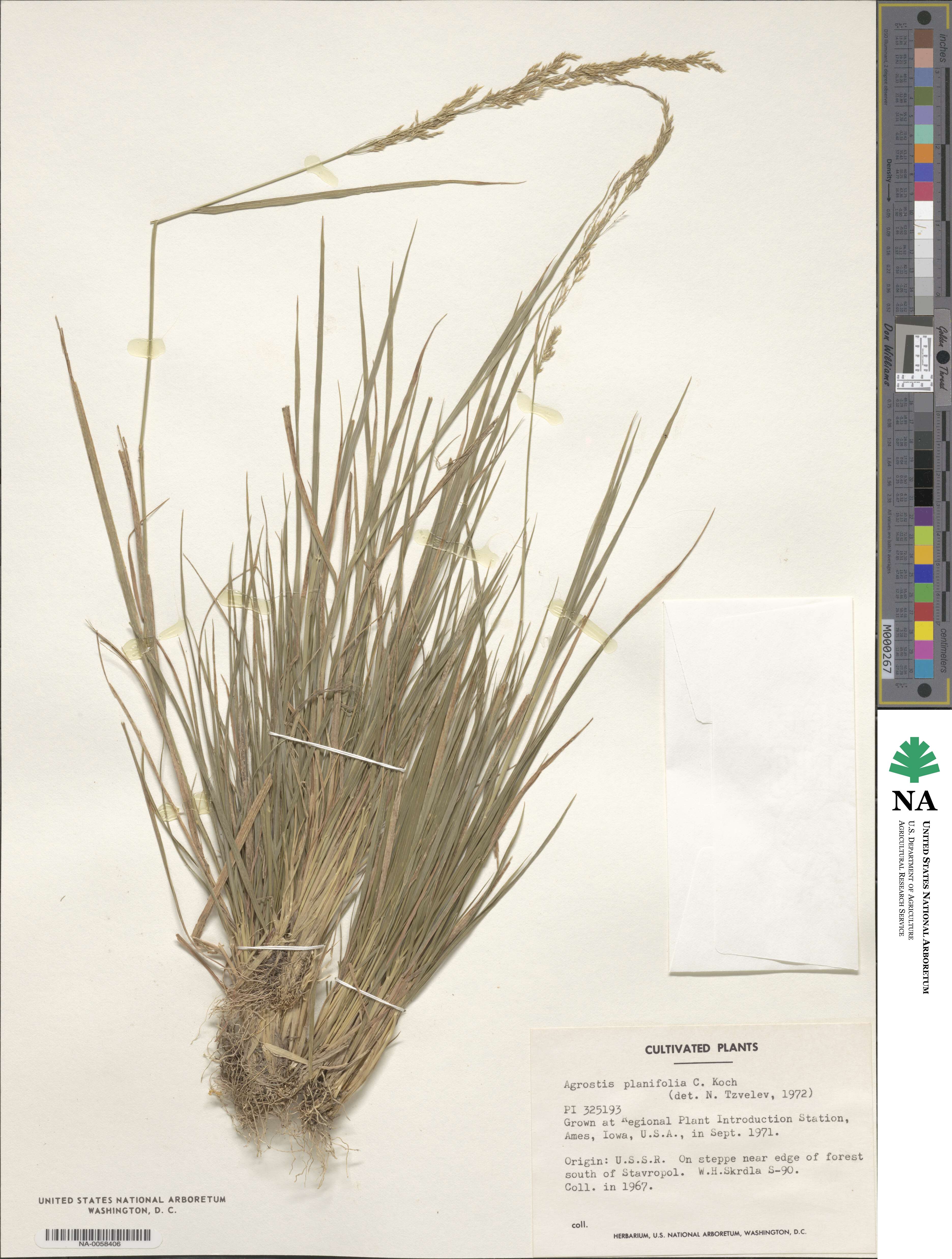 Agrostis vinealis image