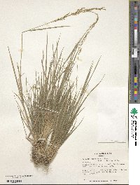 Agrostis vinealis image