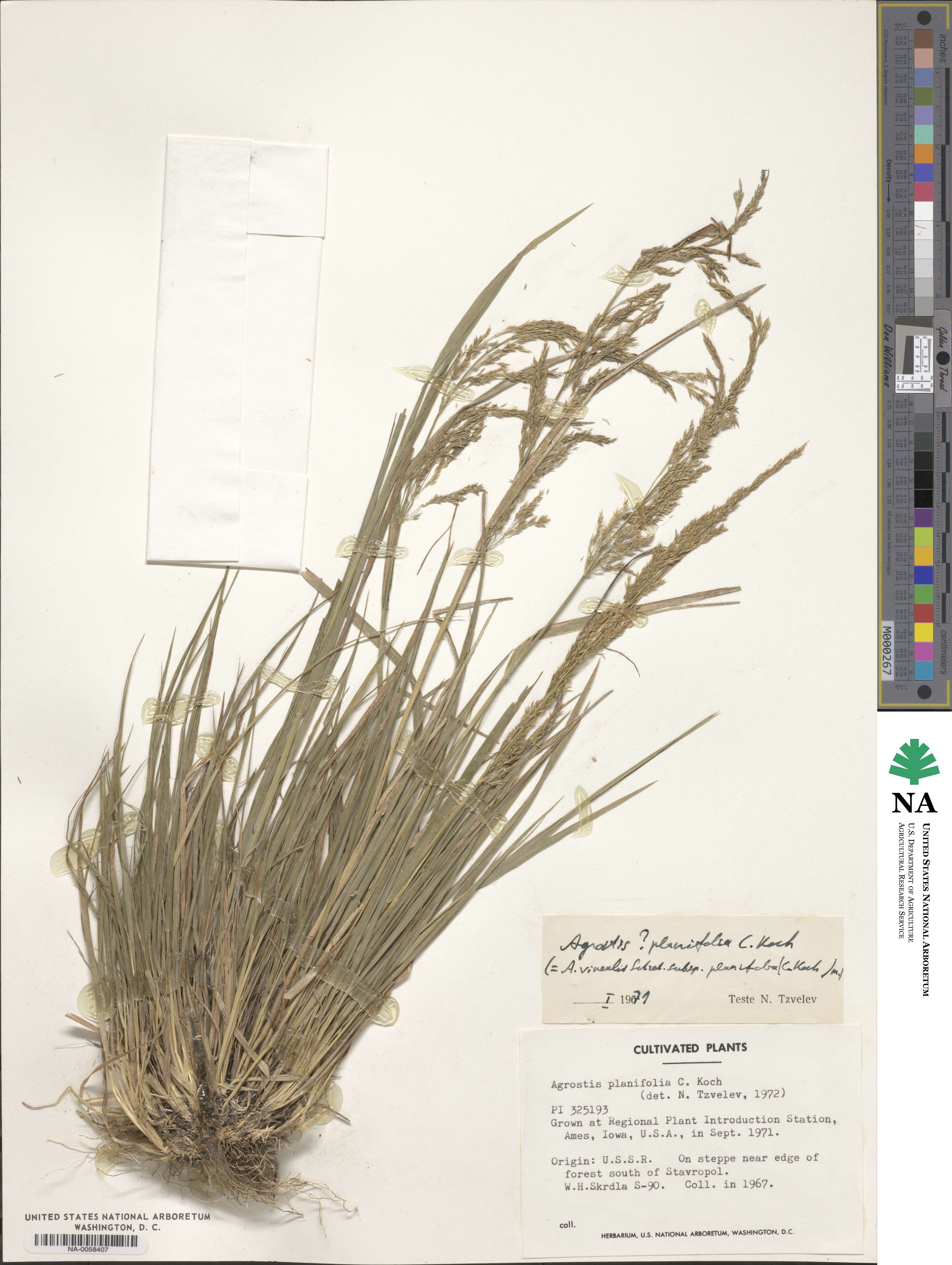 Agrostis vinealis image