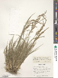 Agrostis vinealis image