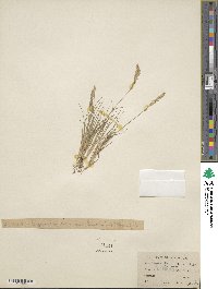 Agrostis rossiae image