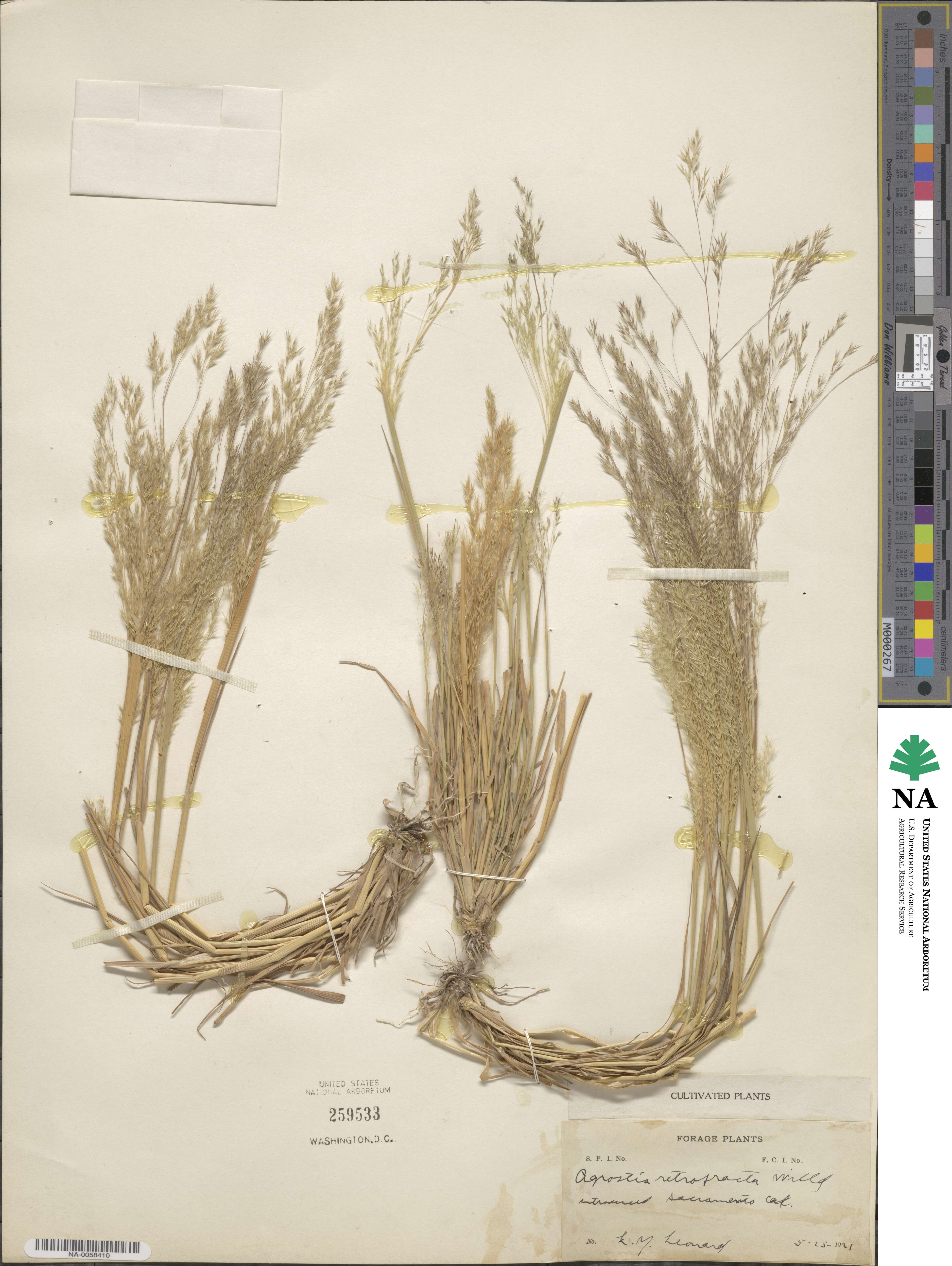 Lachnagrostis filiformis image