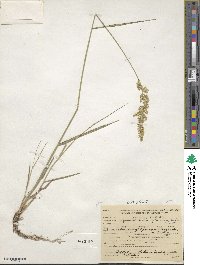 Agrostis stolonifera image