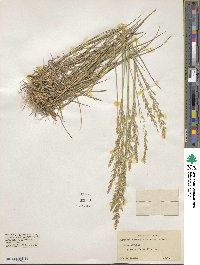 Agrostis stolonifera image