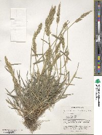 Polypogon viridis image