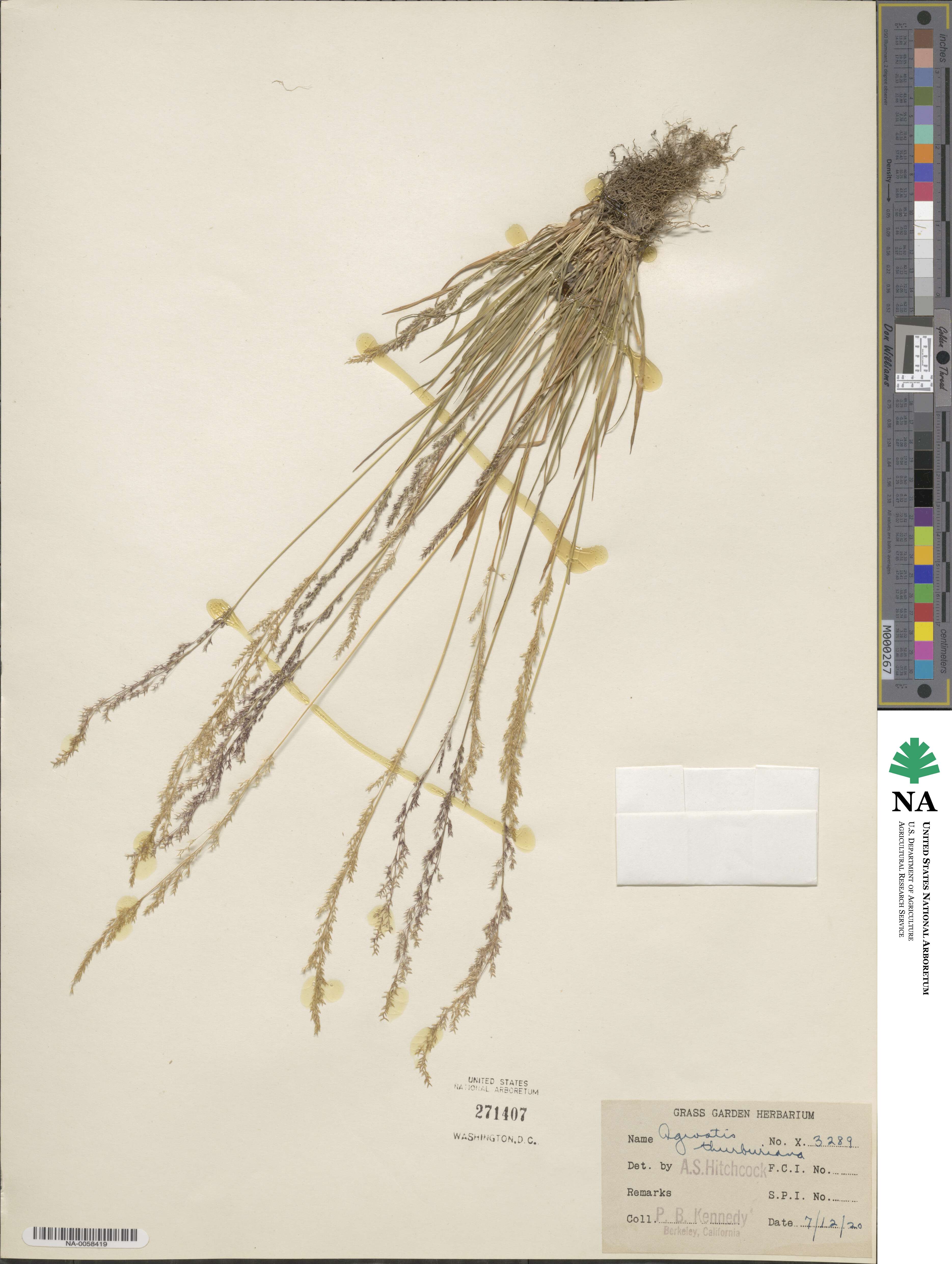 Podagrostis thurberiana image
