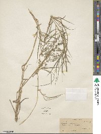 Agrostis capillaris image