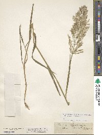 Agrostis capillaris image