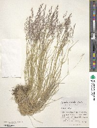 Agrostis mertensii image