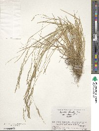 Agrostis clavata image