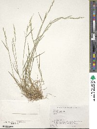 Agrostis clavata image