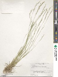 Agrostis clavata image